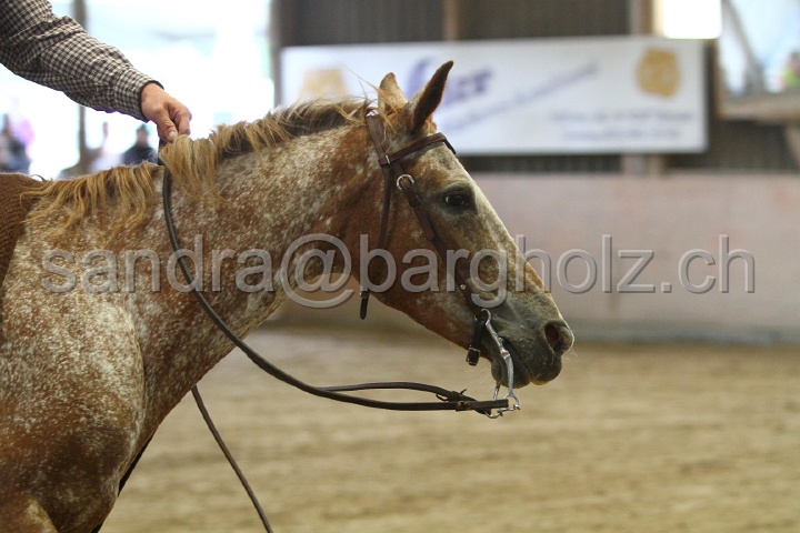 Reining_117.jpg