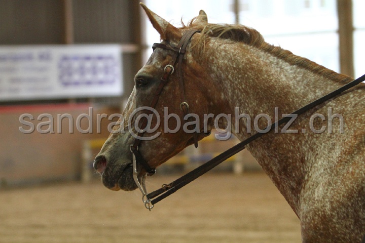 Reining_131.jpg